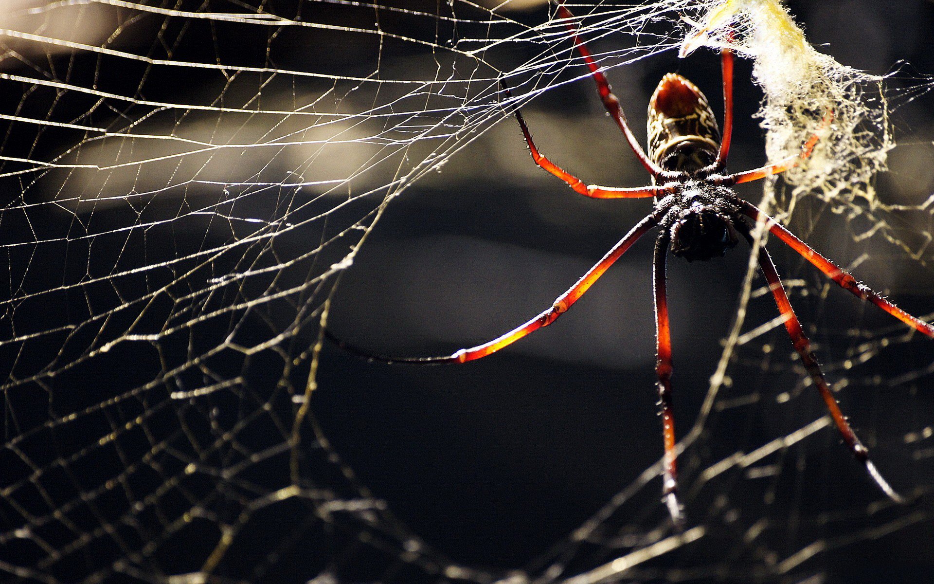 tela de araña araña patas insecto