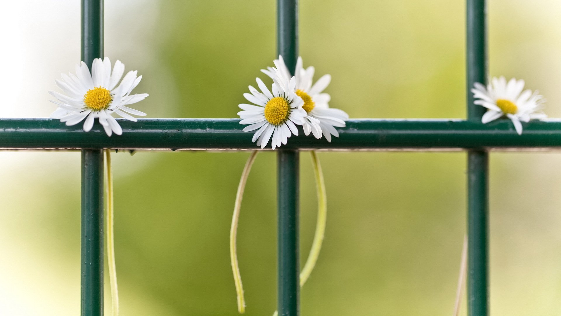 marguerites clôture gros plan