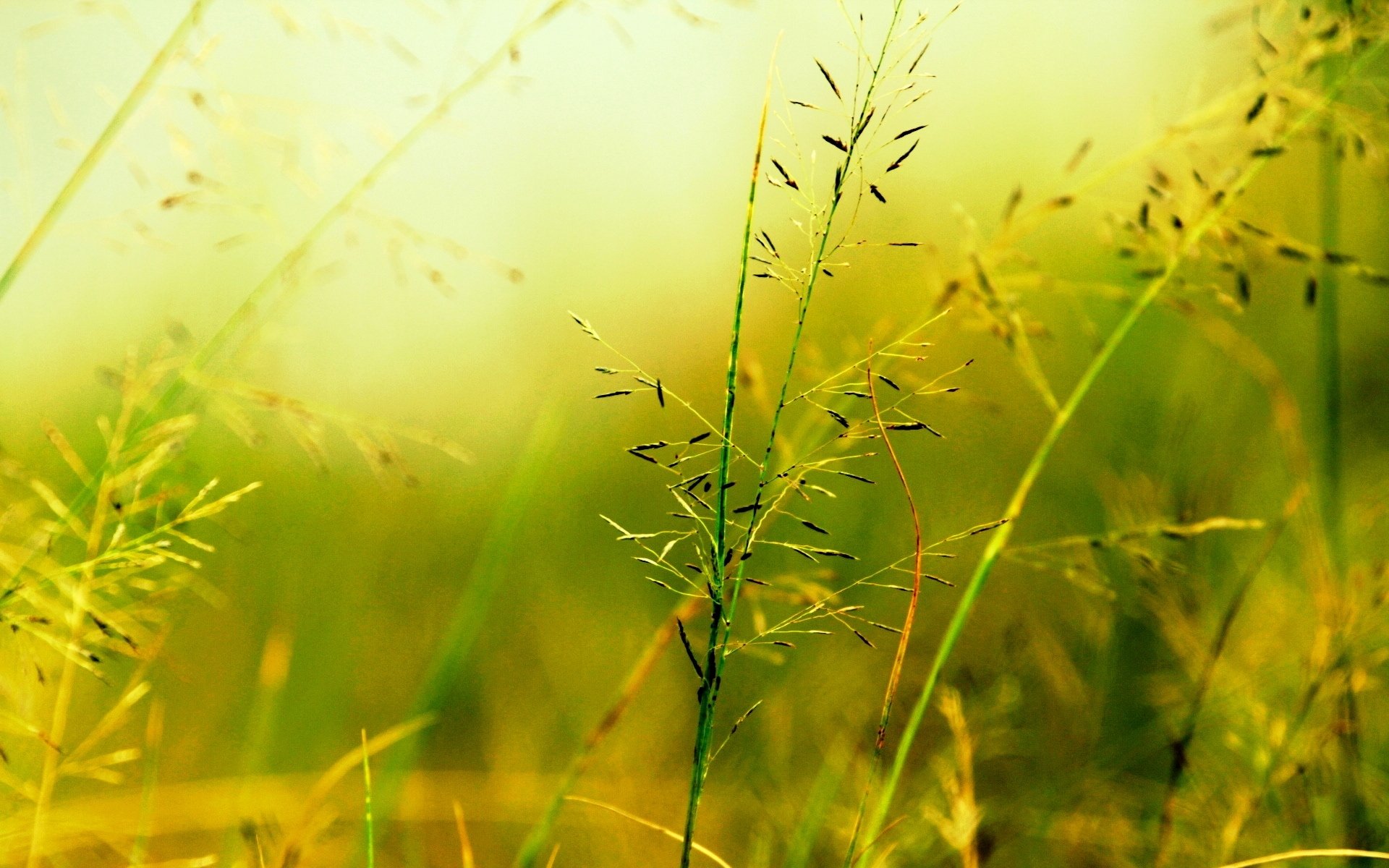 makro pflanze vegetation grün unschärfe hintergrund makro tapete widescreen vollbild widescreen widescreen