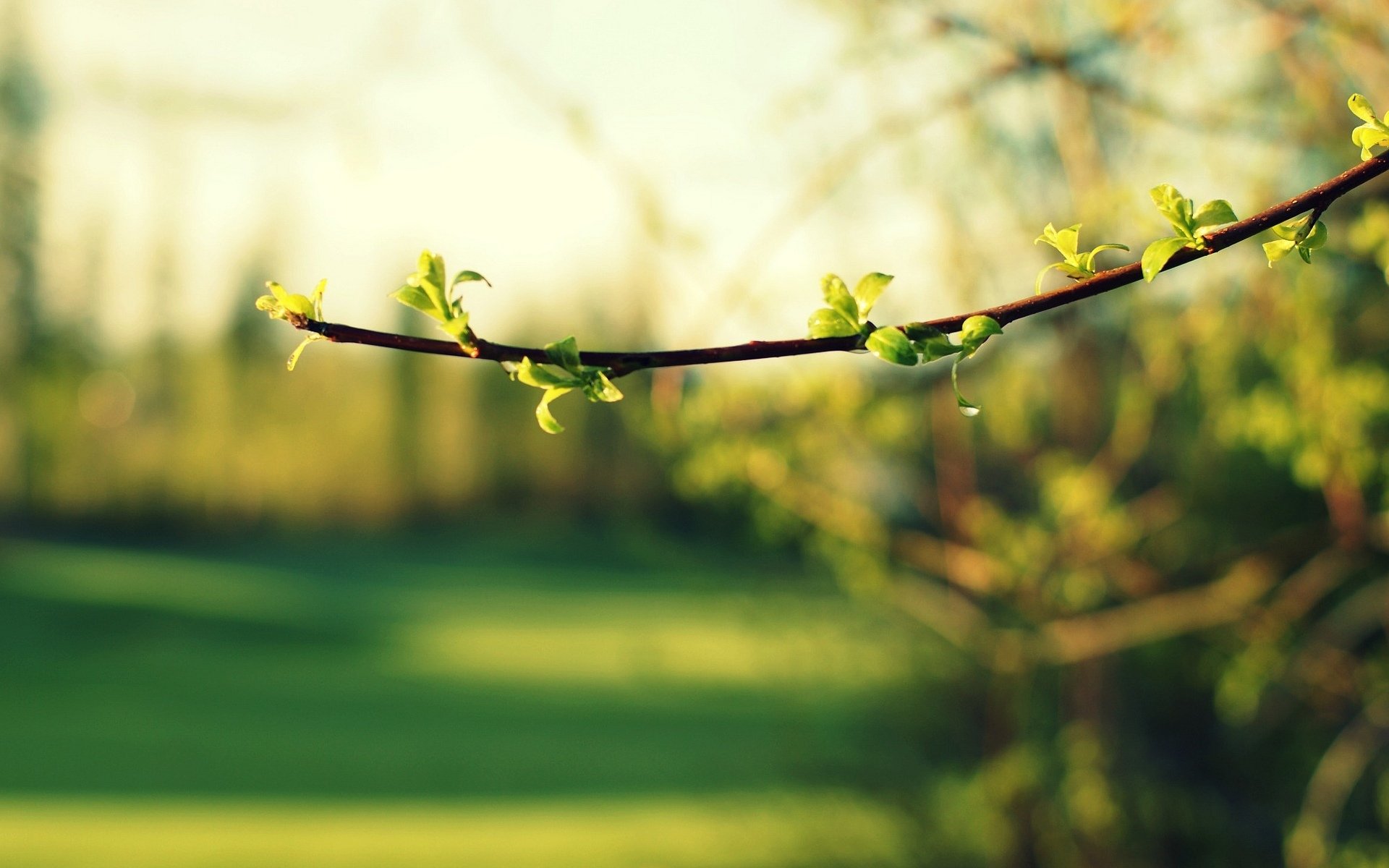 macro leaf leaflet green branch blur trees foliage background wallpaper widescreen fullscreen widescreen widescreen