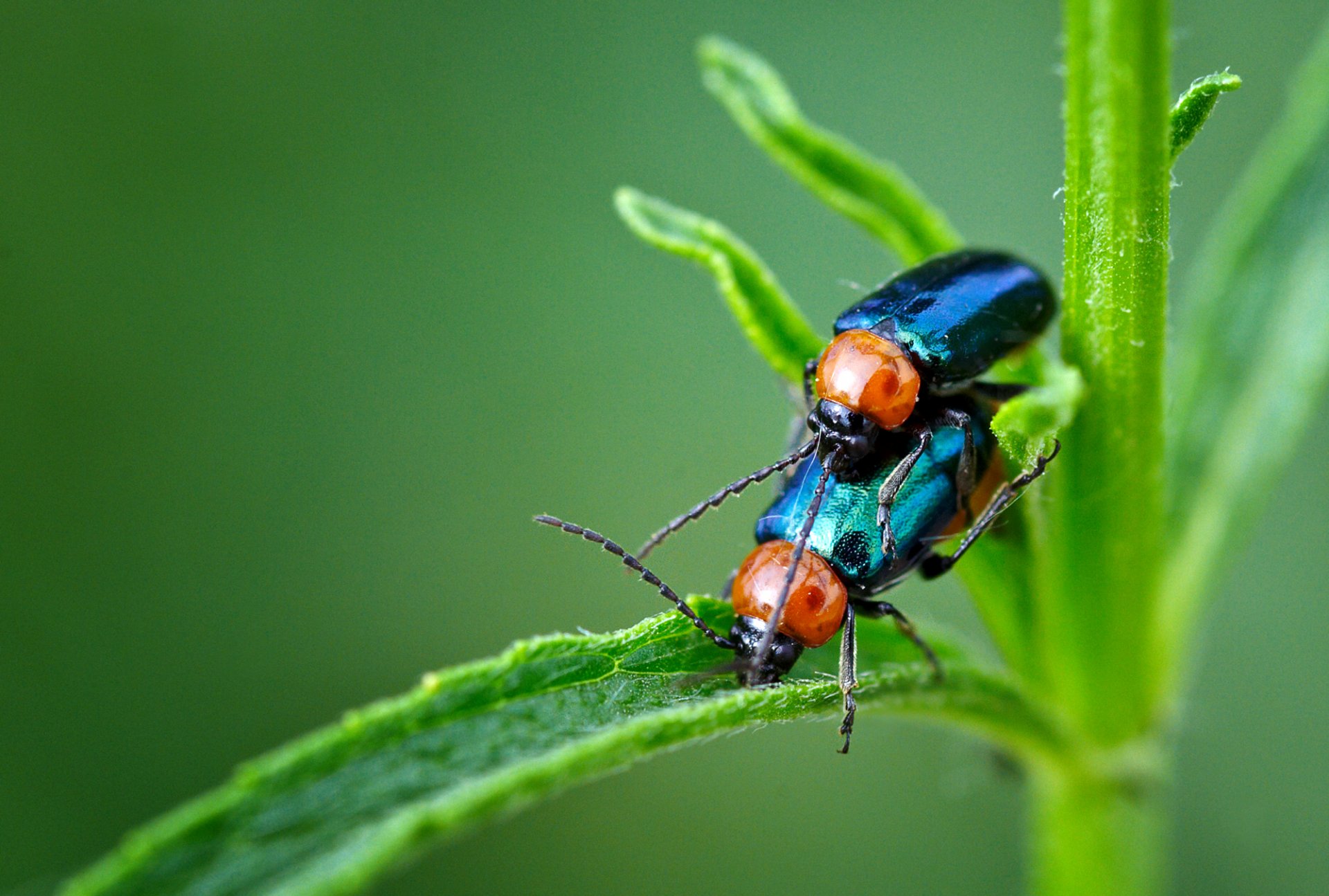 background the stem the pair beetles insect