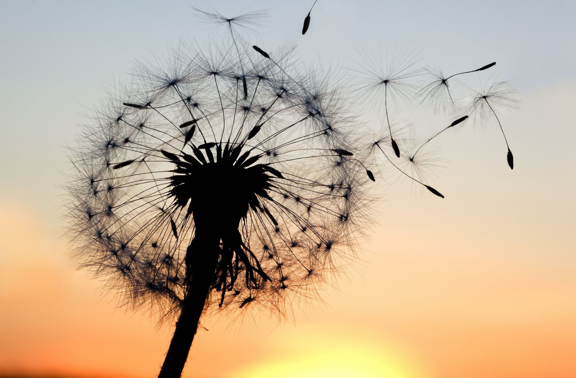 makro löwenzahn silhouette pflanze blumen sonnenuntergang himmel hintergrund tapete widescreen vollbild widescreen