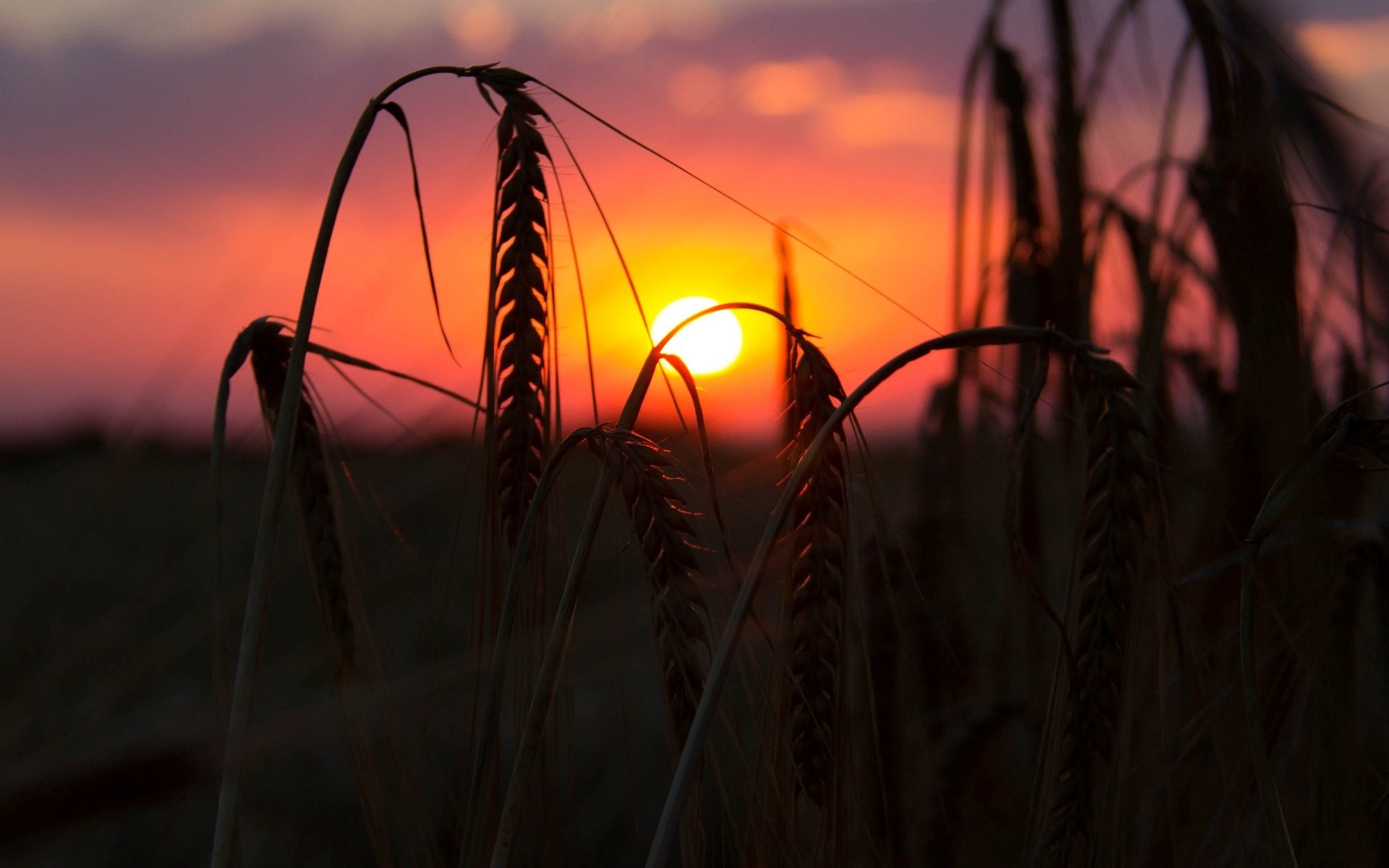 makro weizen roggen feld ohren ährchen sonnenuntergang sonne abend hintergrund tapete widescreen vollbild widescreen widescreen