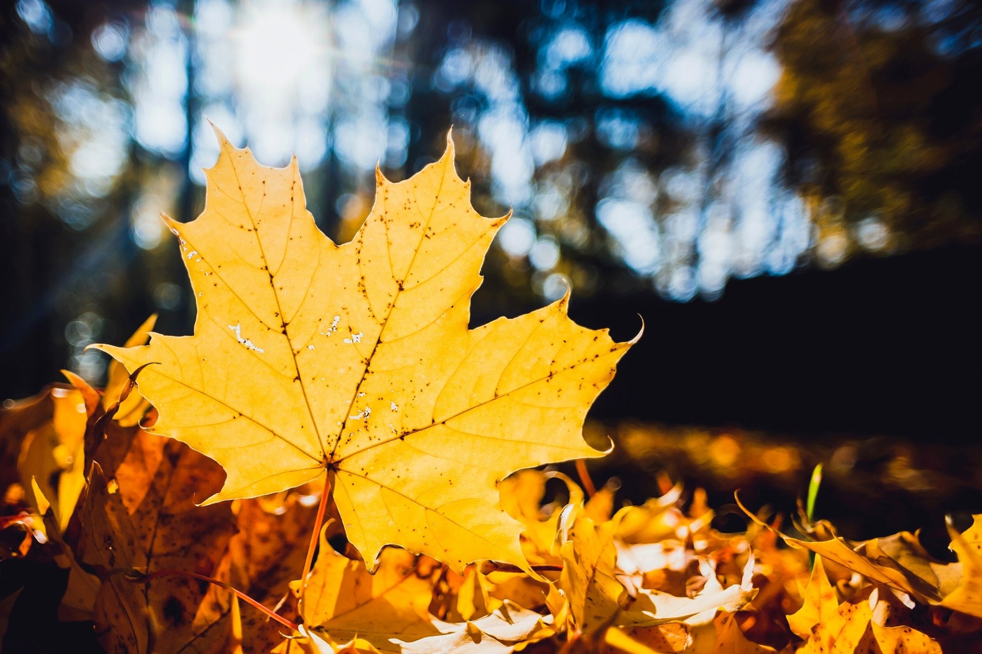 blatt gelb ahorn blätter trocken gefallene bokeh natur makro herbst