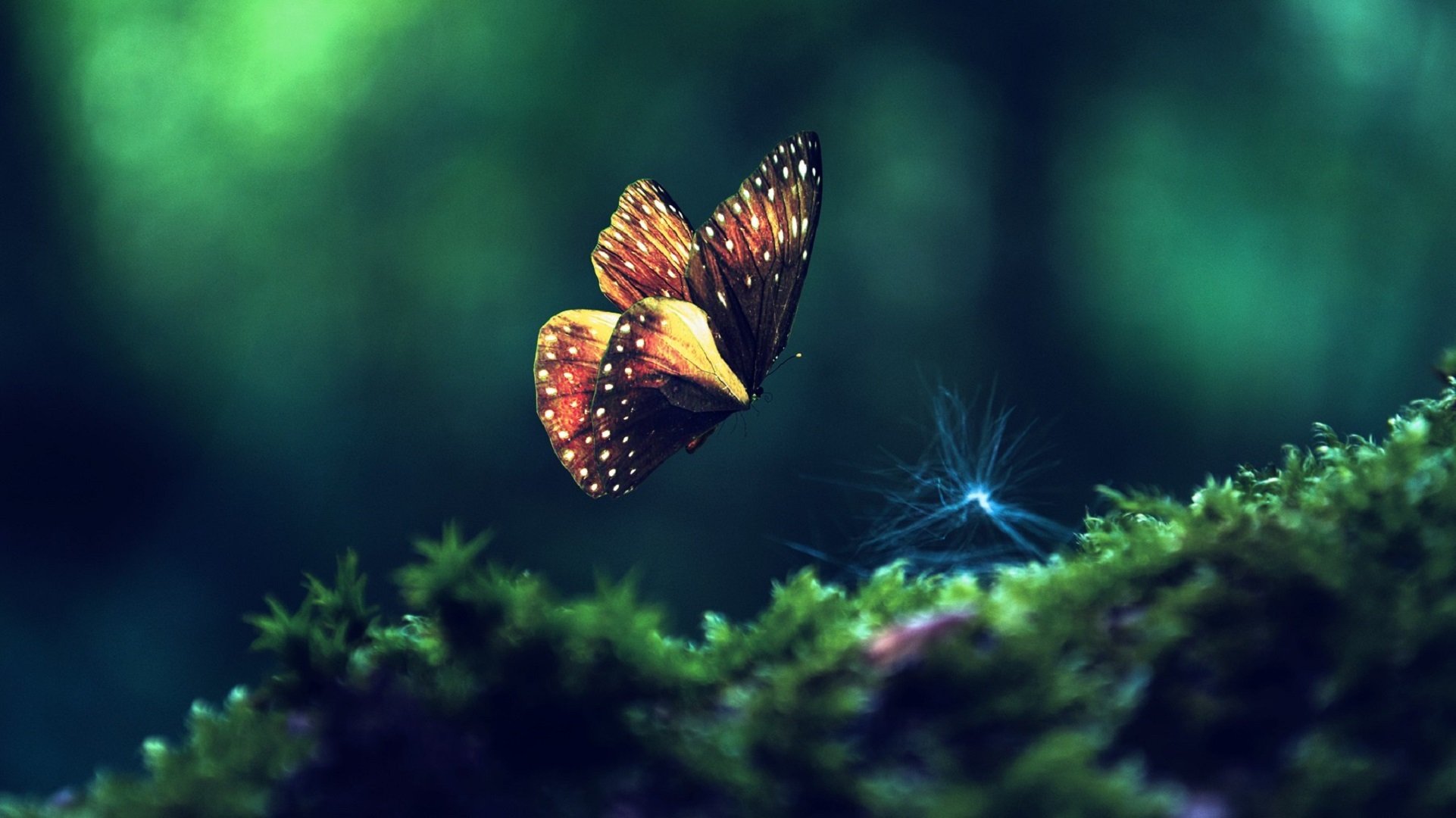 insects butterfly green close up