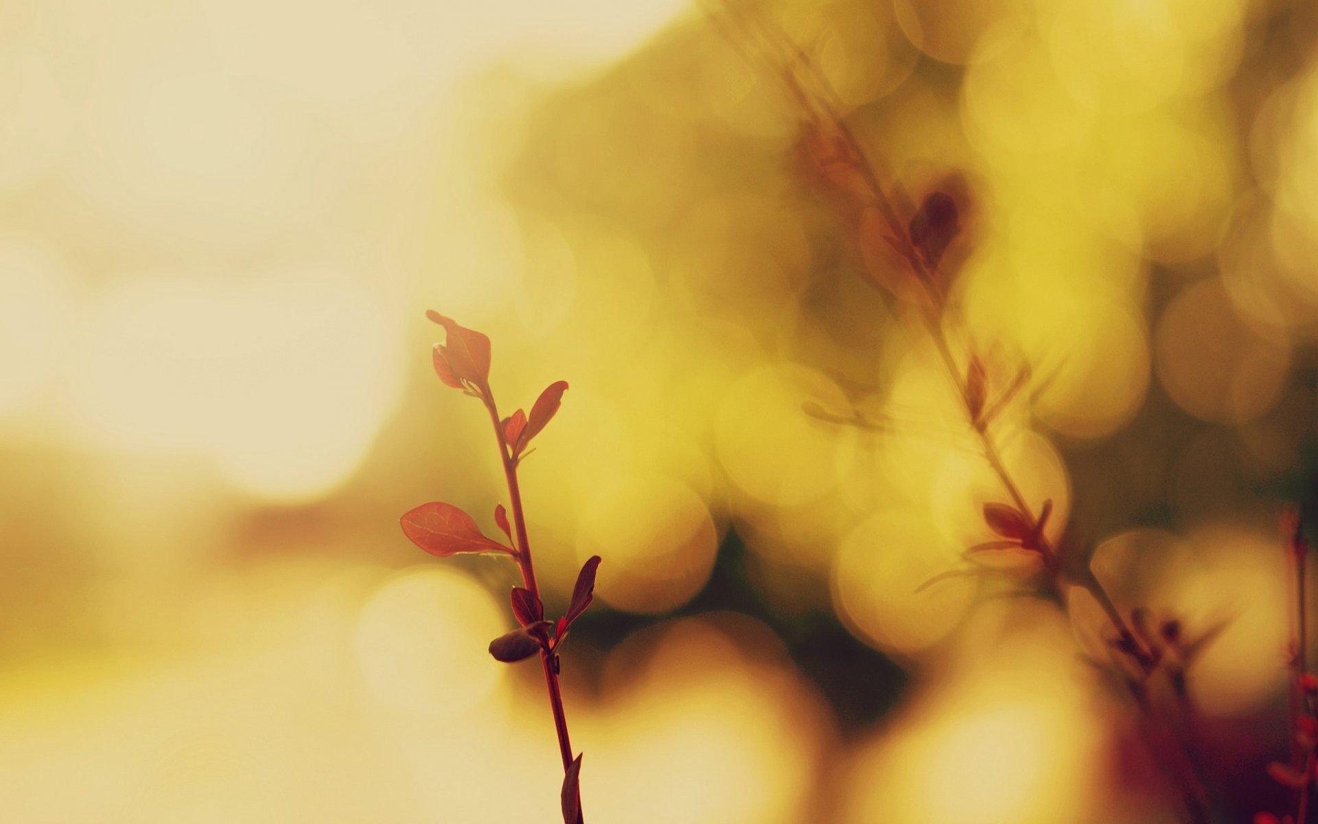 macro macro leaf leaflet sprout blur background wallpaper widescreen fullscreen widescreen widescreen