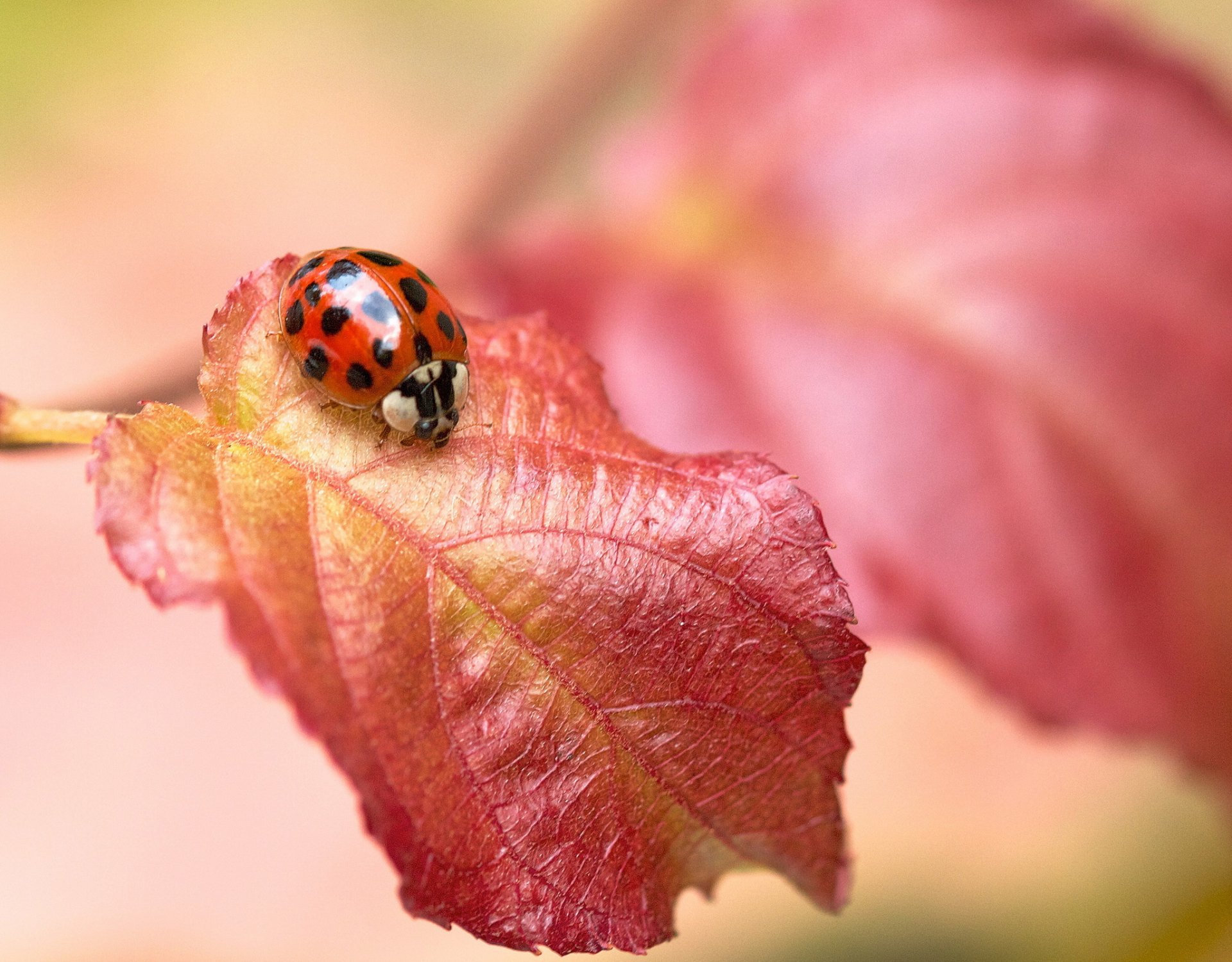 feuille rouge insecte coccinelle