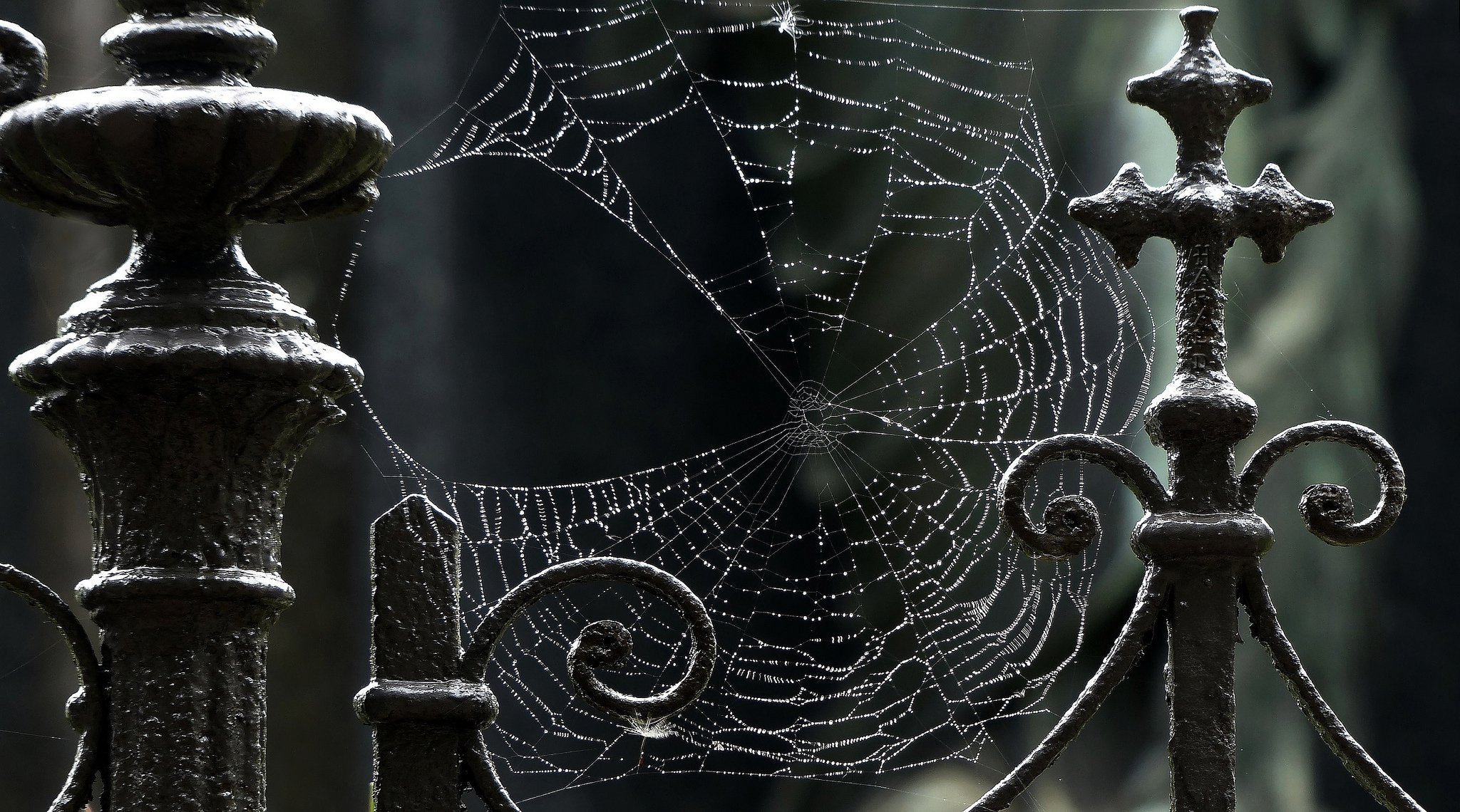 spinnennetz tropfen zaun eisen schwarz makro 