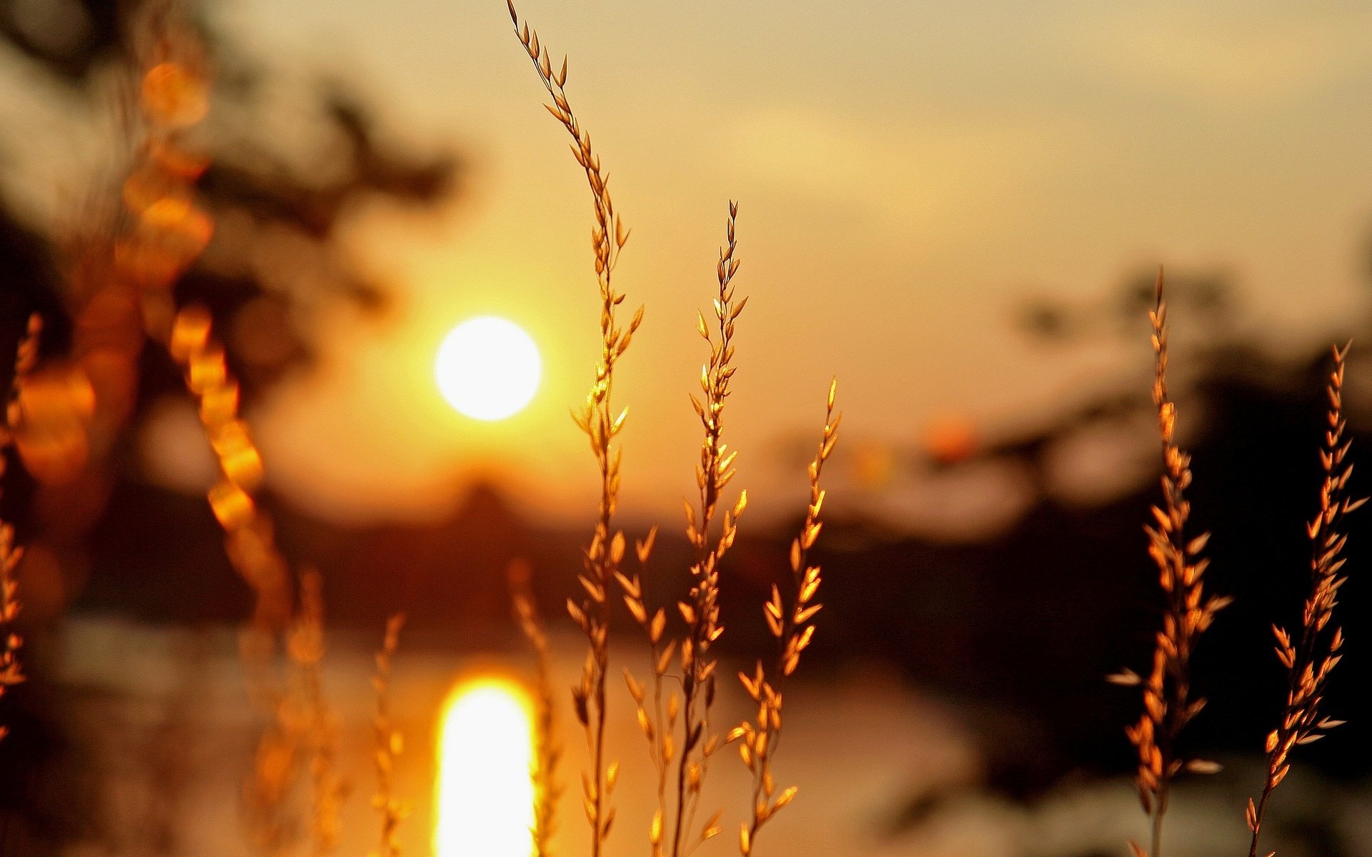 macro pianta vegetazione spighe luce sole tramonto sfocatura sfondo carta da parati widescreen schermo intero widescreen widescreen