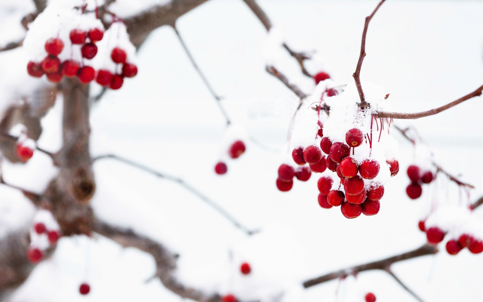 macro berries red tree branches snow winter macro winter background wallpaper widescreen fullscreen widescreen