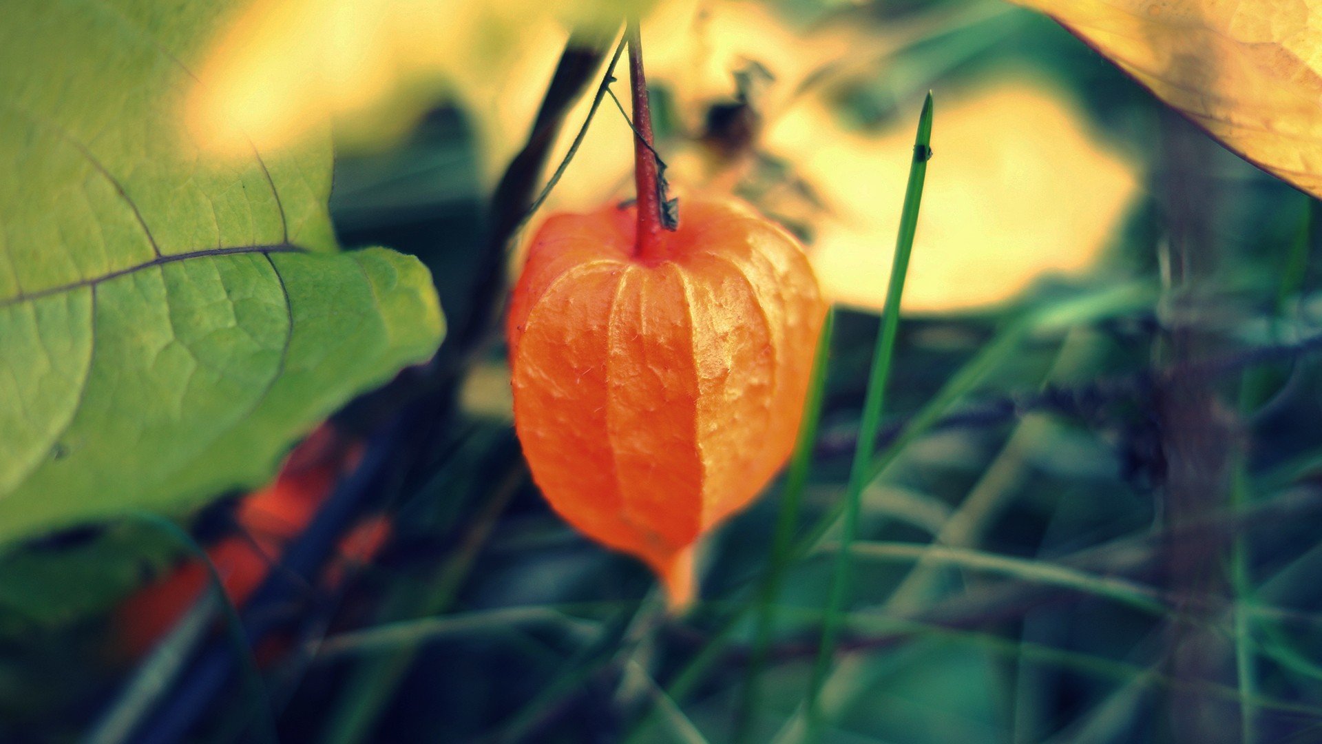 makro pflanze physalis chinesische taschenlampe orange blätter baum hintergrund tapete