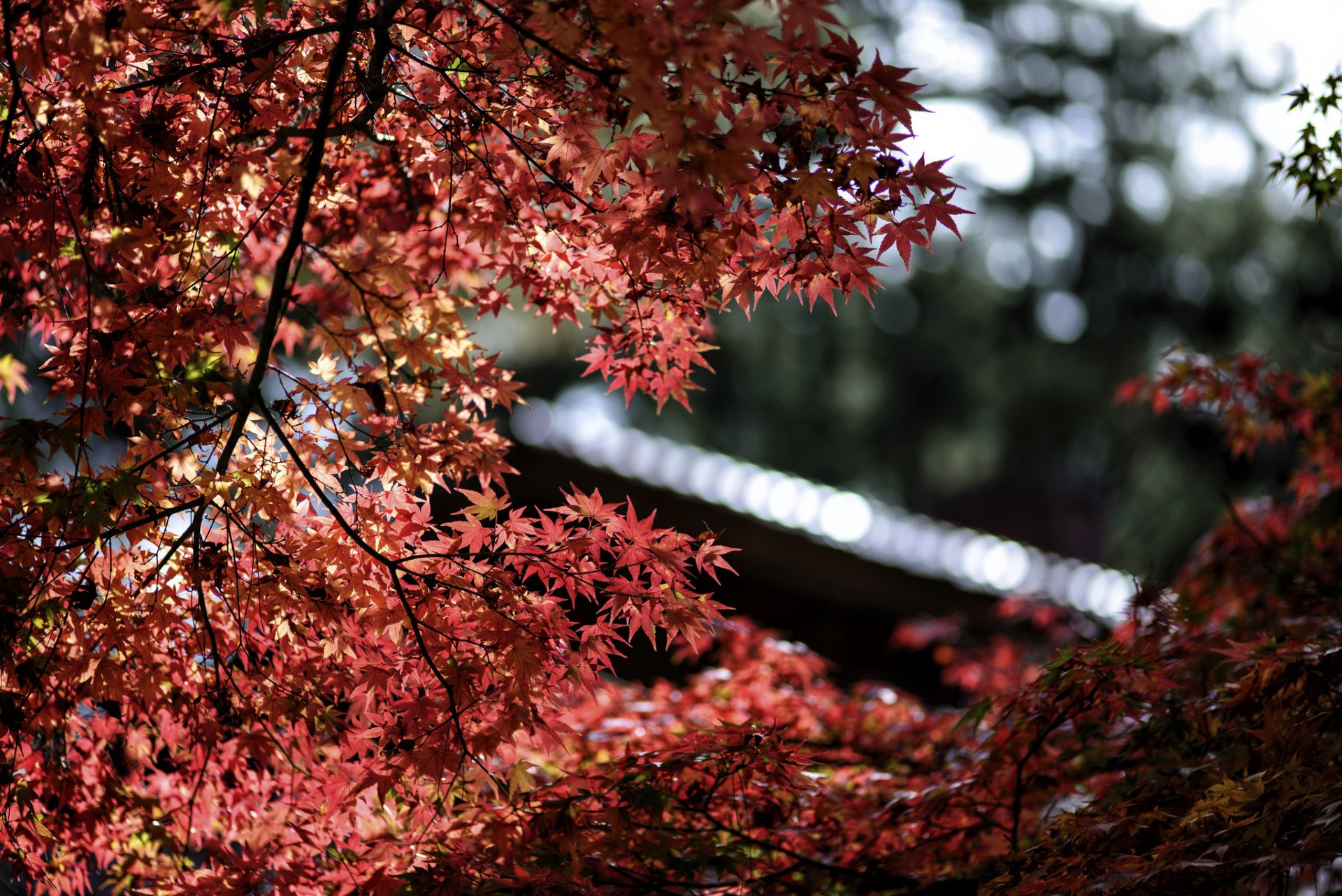 tree maple red leaves close up reflections bokeh focus blur