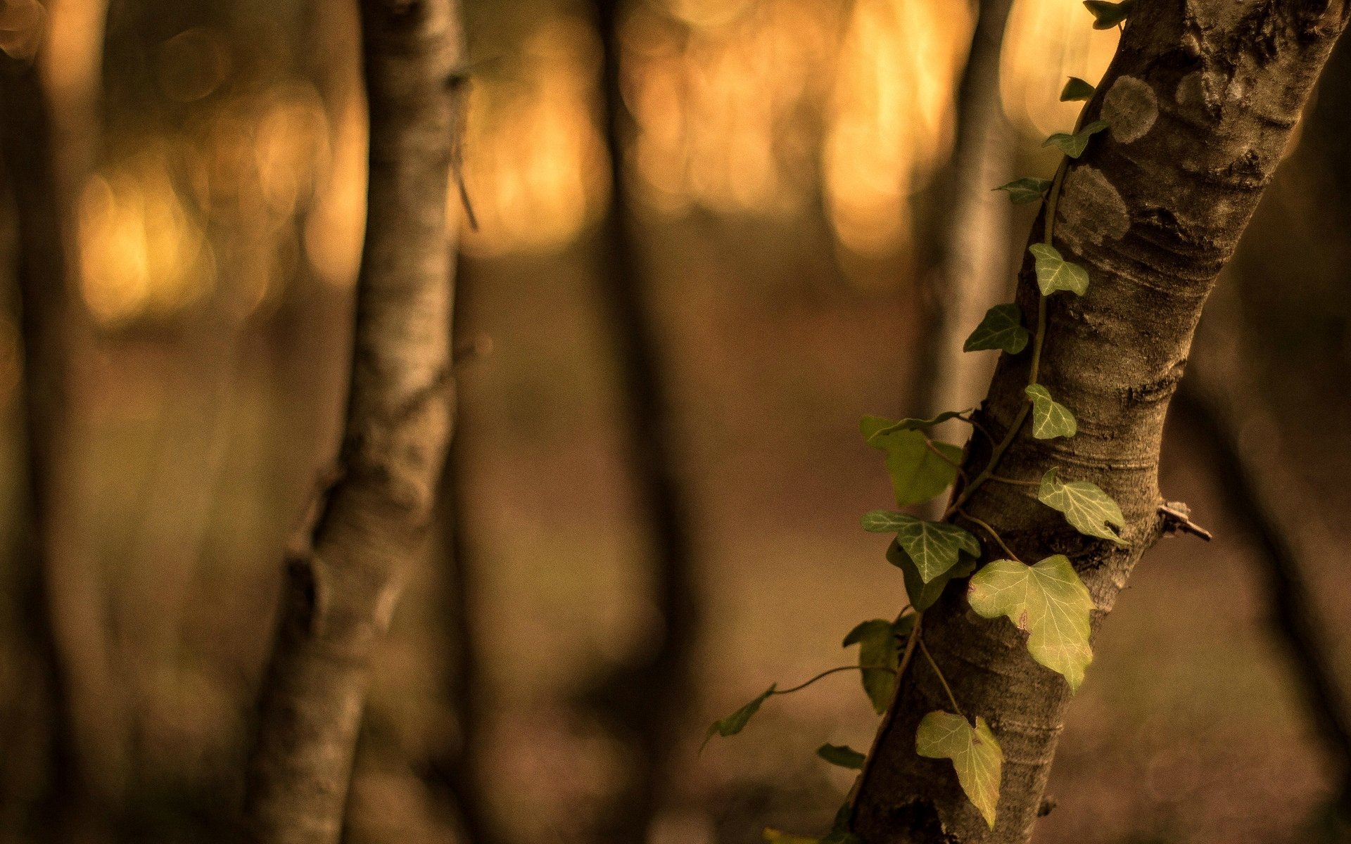 makro baum bäume rinde blätter blätter grün blätter unschärfe bokeh makro hintergrund tapete widescreen vollbild widescreen widescreen