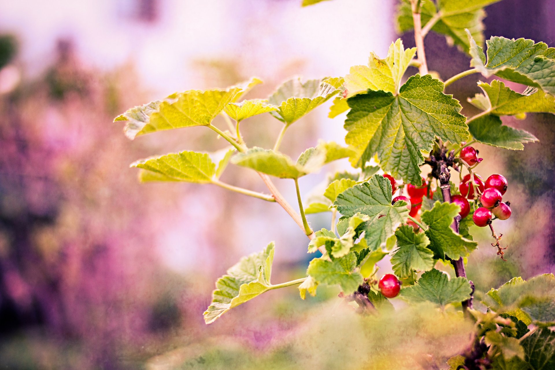 zweige blätter beeren rot hintergrund