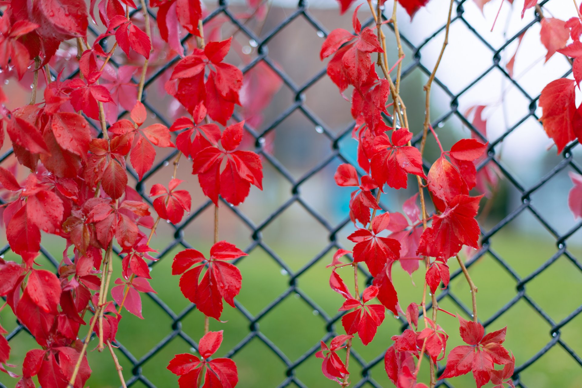 rouge feuilles brindilles lierre gouttelettes après la pluie clôture grille gros plan