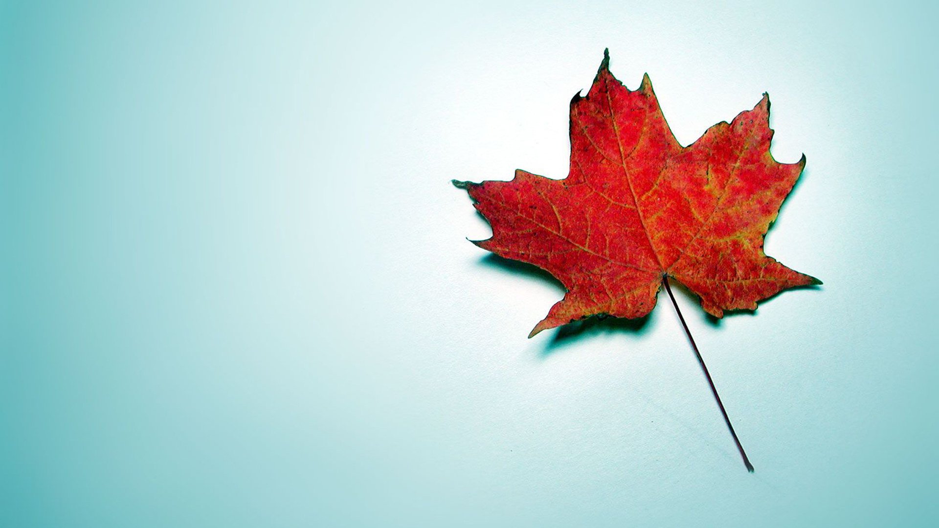 fond bleu feuille d automne rouge érable