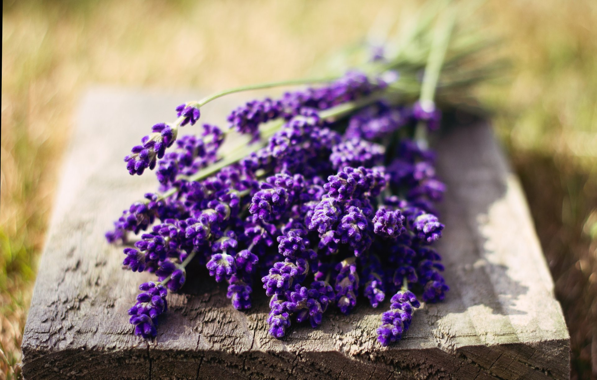 macro flowers flowers lavender purple saturated flower nature greenery blur background wallpaper widescreen fullscreen widescreen widescreen