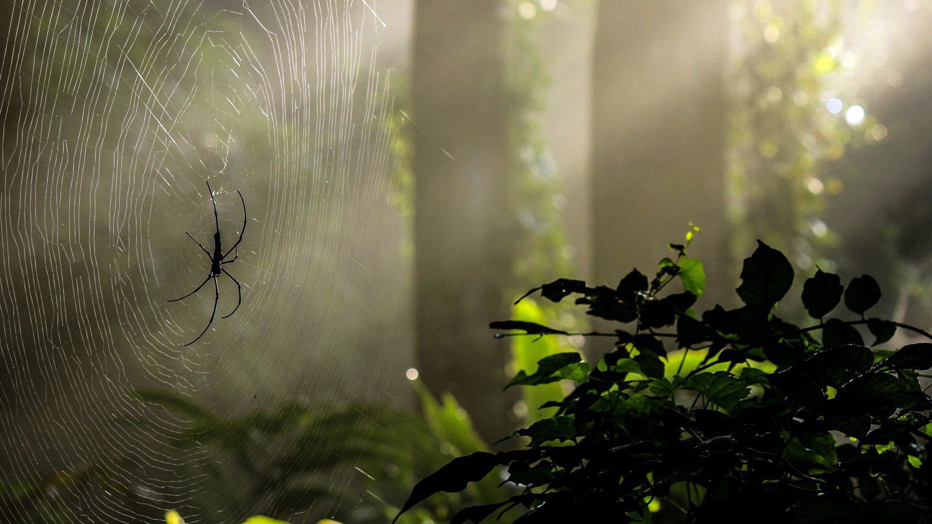 forest nature green tree web spider light ray