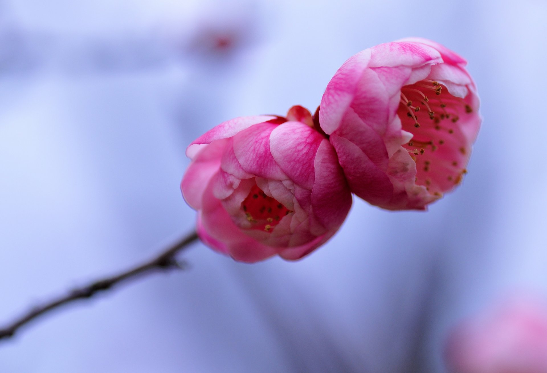 pflaume baum zweig rosa blumen blütenblätter makro unschärfe blau hintergrund