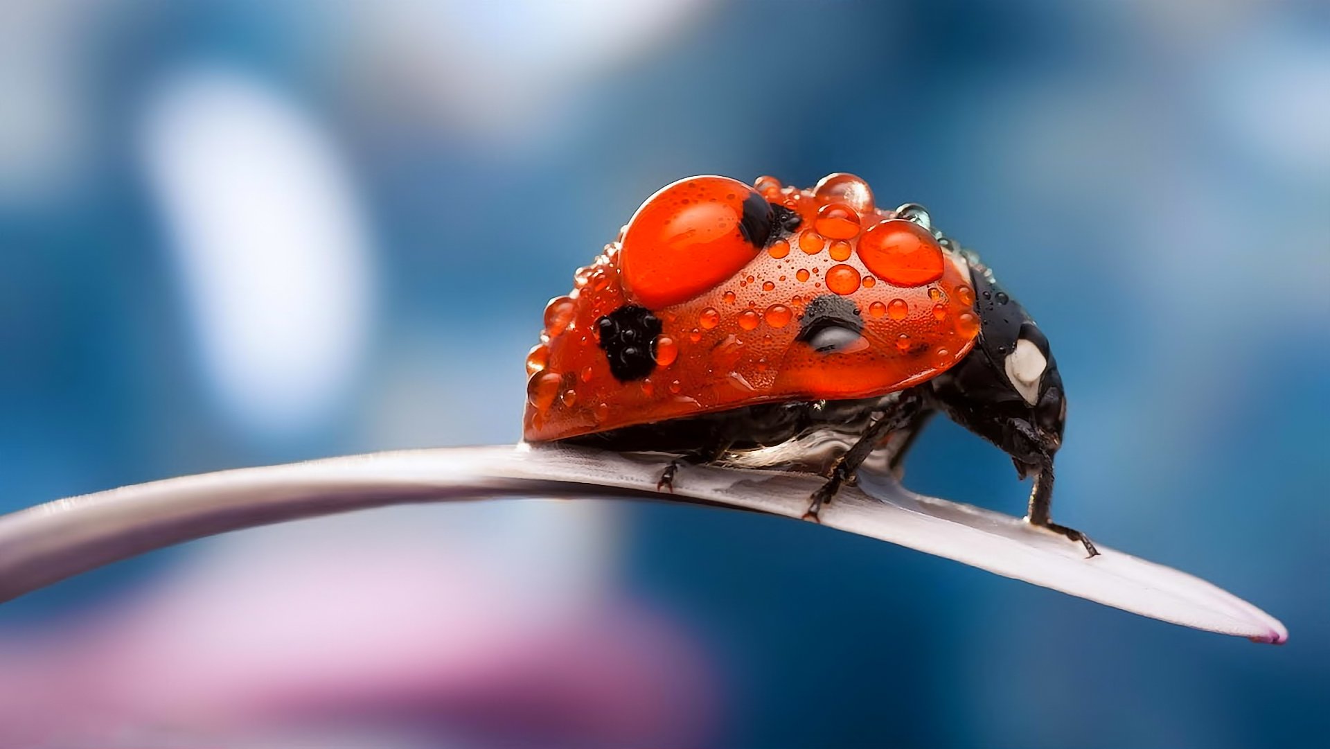 macro insectos naturaleza escarabajos mariquita pétalo rocío gotas