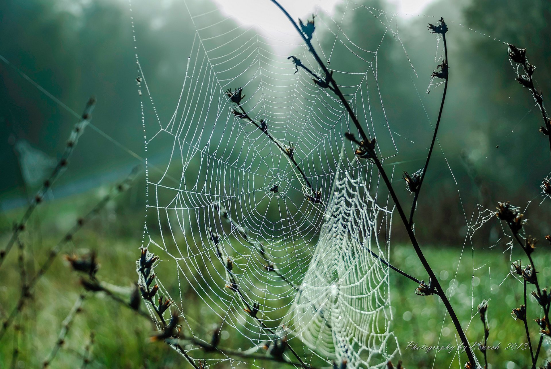 makro pajęczyna rosa krople mgła trawa jesień wrzesień