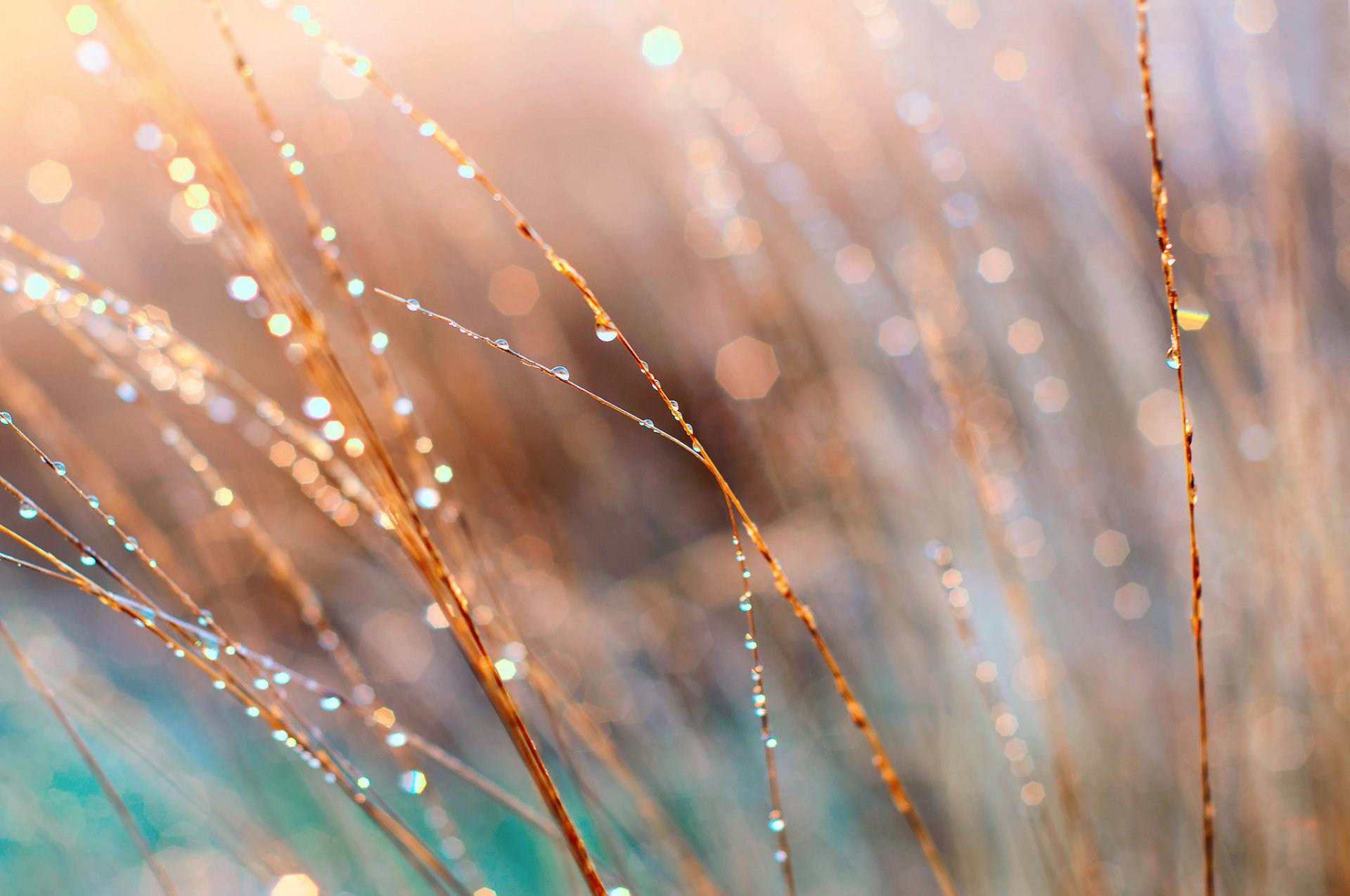 close up grass morning rosa reflections light