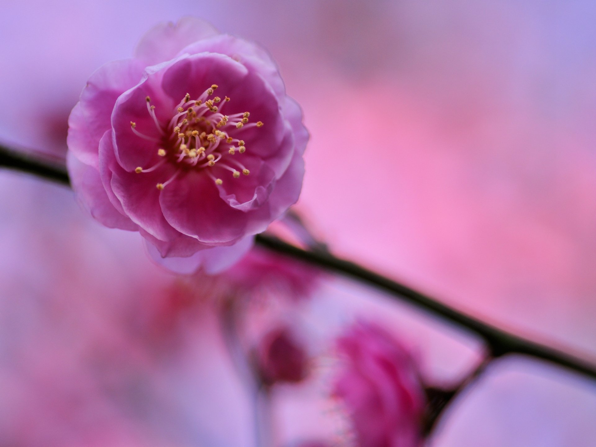 drain tree branch pink flower petals close up blur