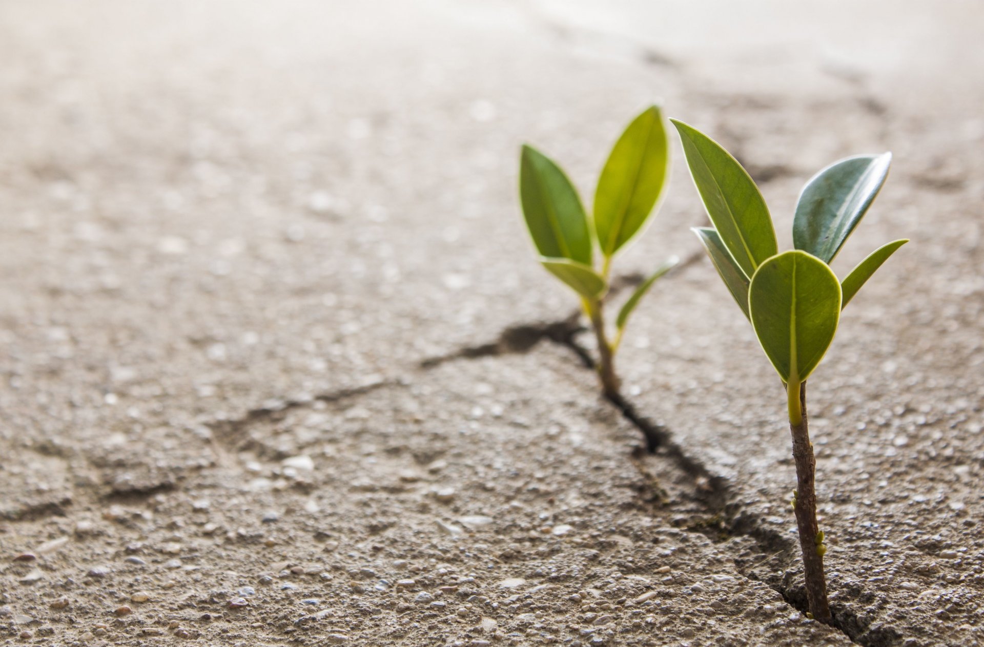 close up plant leaf the germ leaves crack asphalt land background wallpaper widescreen full screen hd wallpapers fullscreen