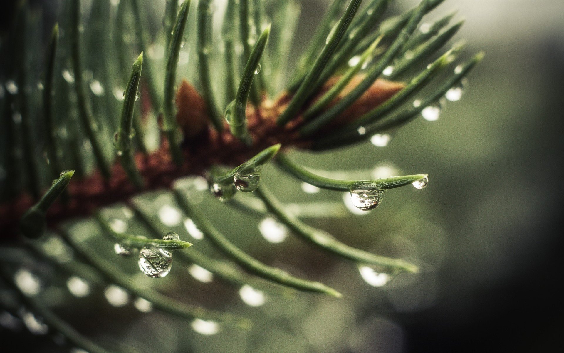 macro agua gota rocío abeto árbol de navidad árbol verde fondo papel pintado pantalla ancha pantalla completa pantalla ancha