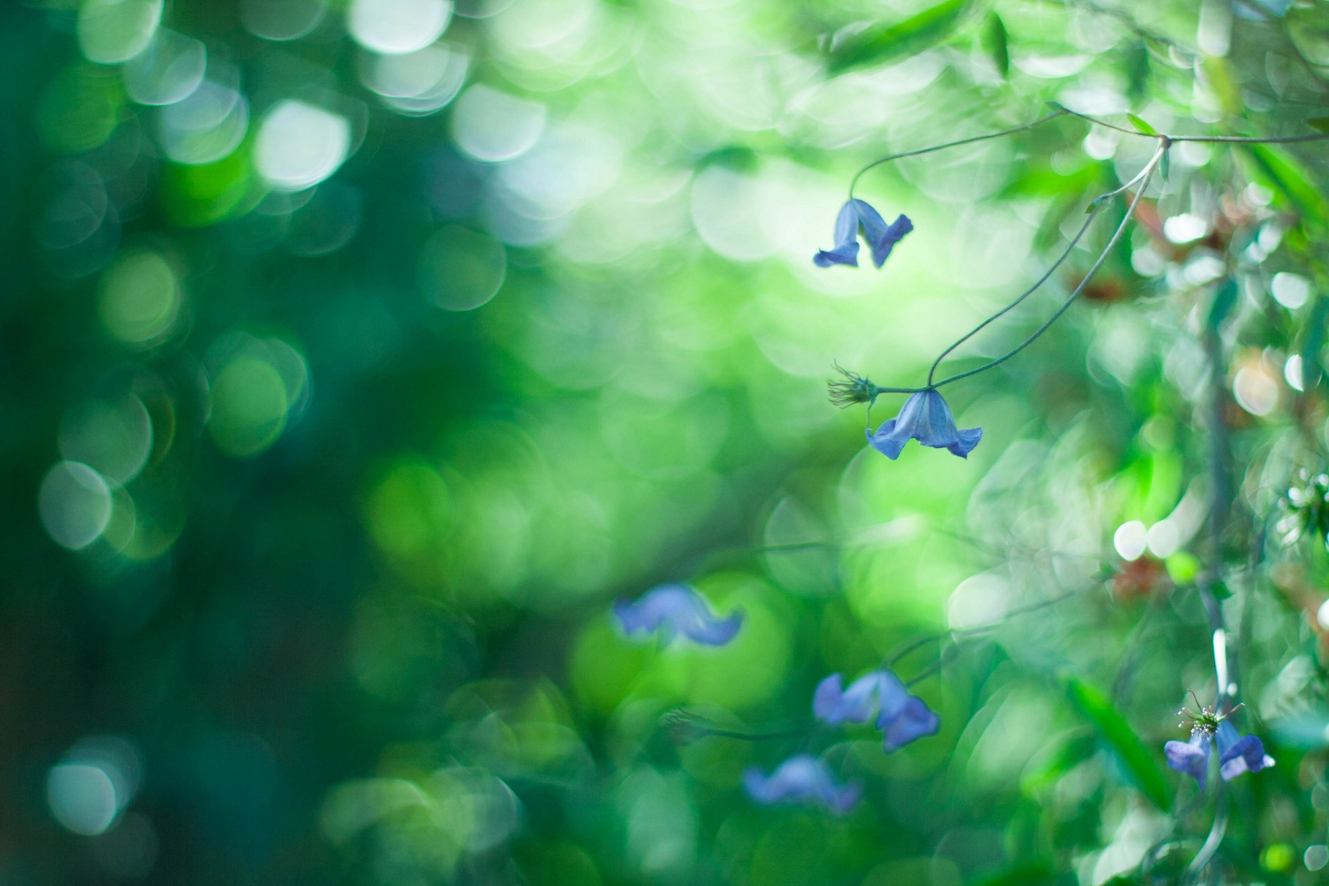 fleurs gros plan bleu bokeh