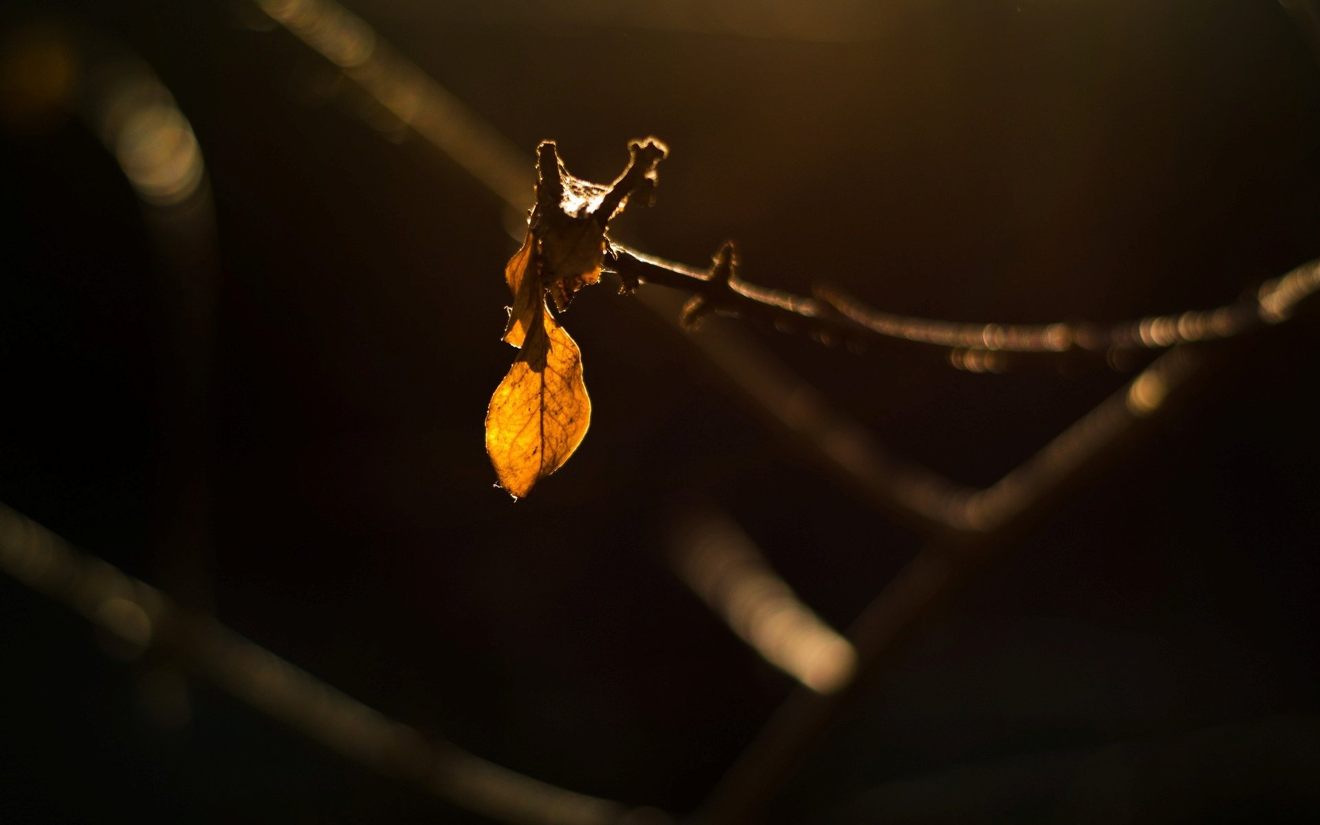 macro foglia foglia foglie ramo albero giallo scuro bokeh sfocatura sfondo macro lascia carta da parati widescreen schermo intero widescreen widescreen