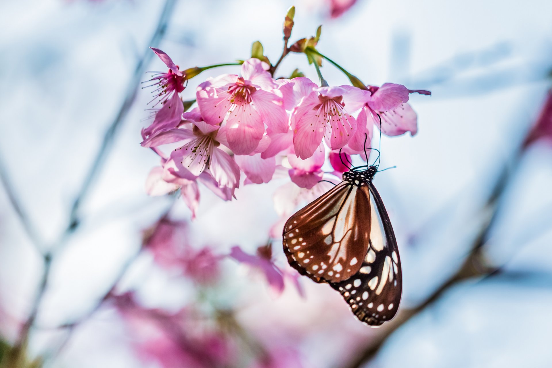 motyl gałązka drzewo wiśnia sakura kwitnienie kwiaty różowe płatki wiosna makro rozmycie ostrość