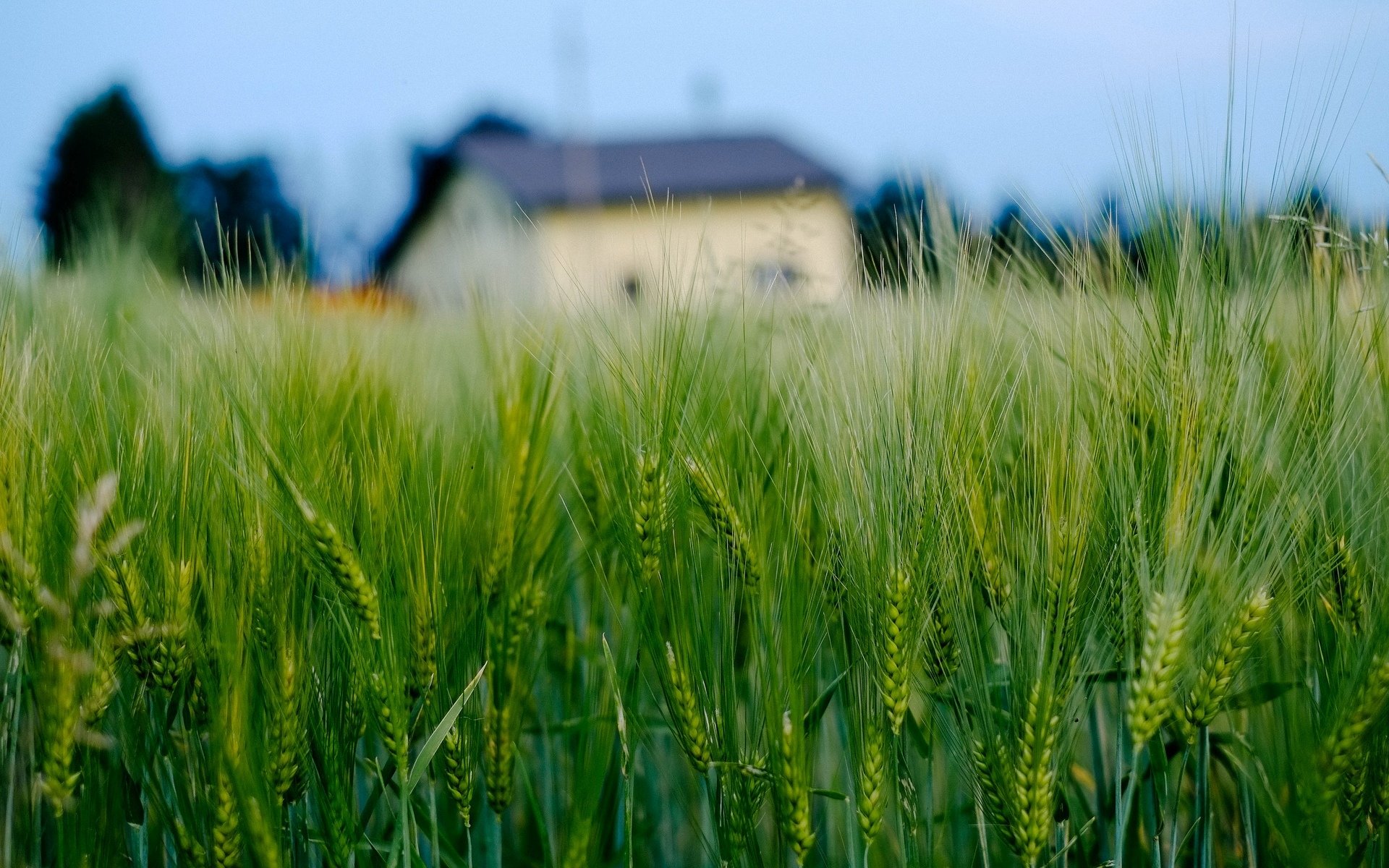 macro field wheat rye ears spikelets house house background wallpaper widescreen fullscreen widescreen widescreen