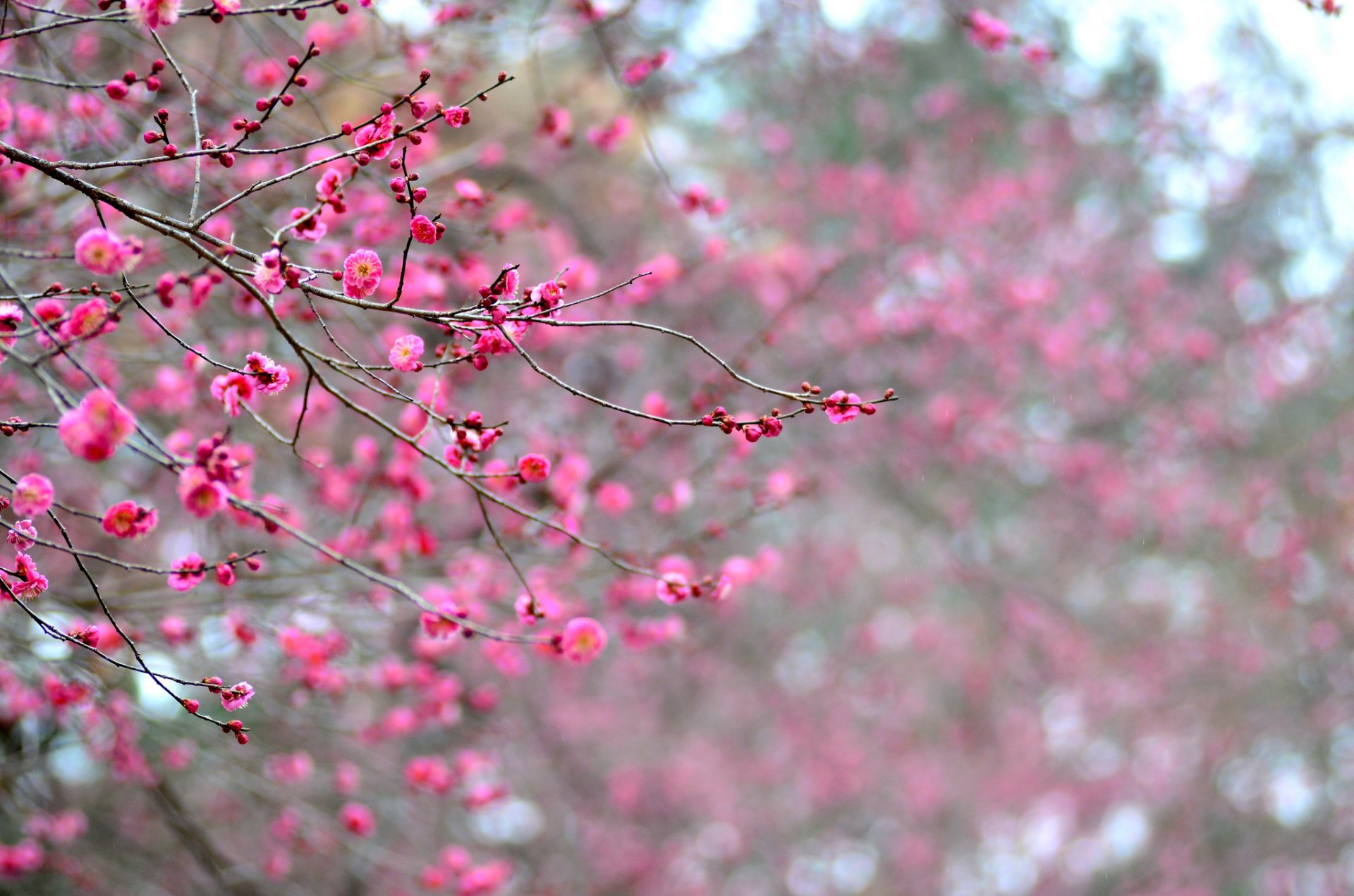 japan tree apricot branches bloom flower pink crimson petals close up focus blur