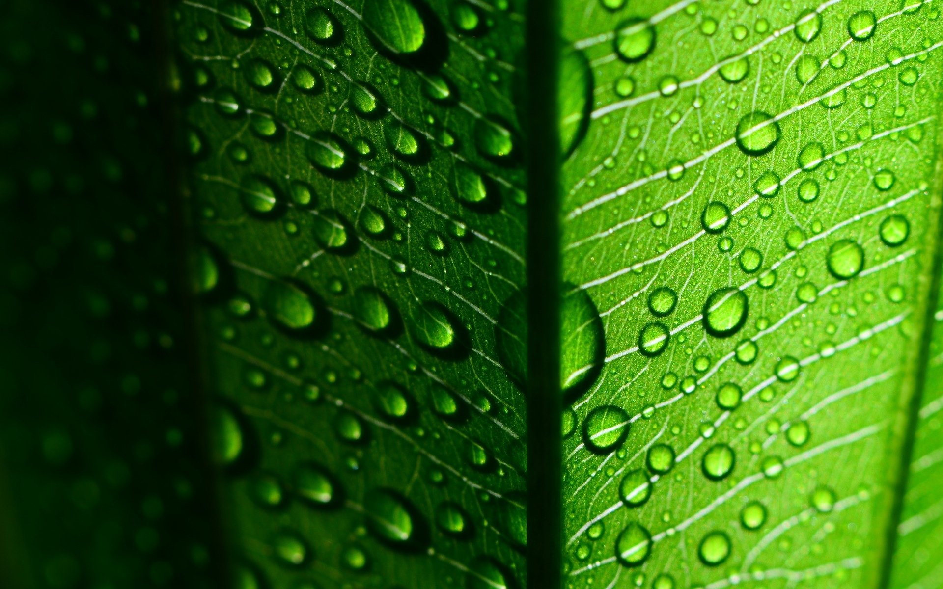 macro leaf leaflet leaves drops drop dew water green green macro background wallpaper widescreen fullscreen widescreen widescreen