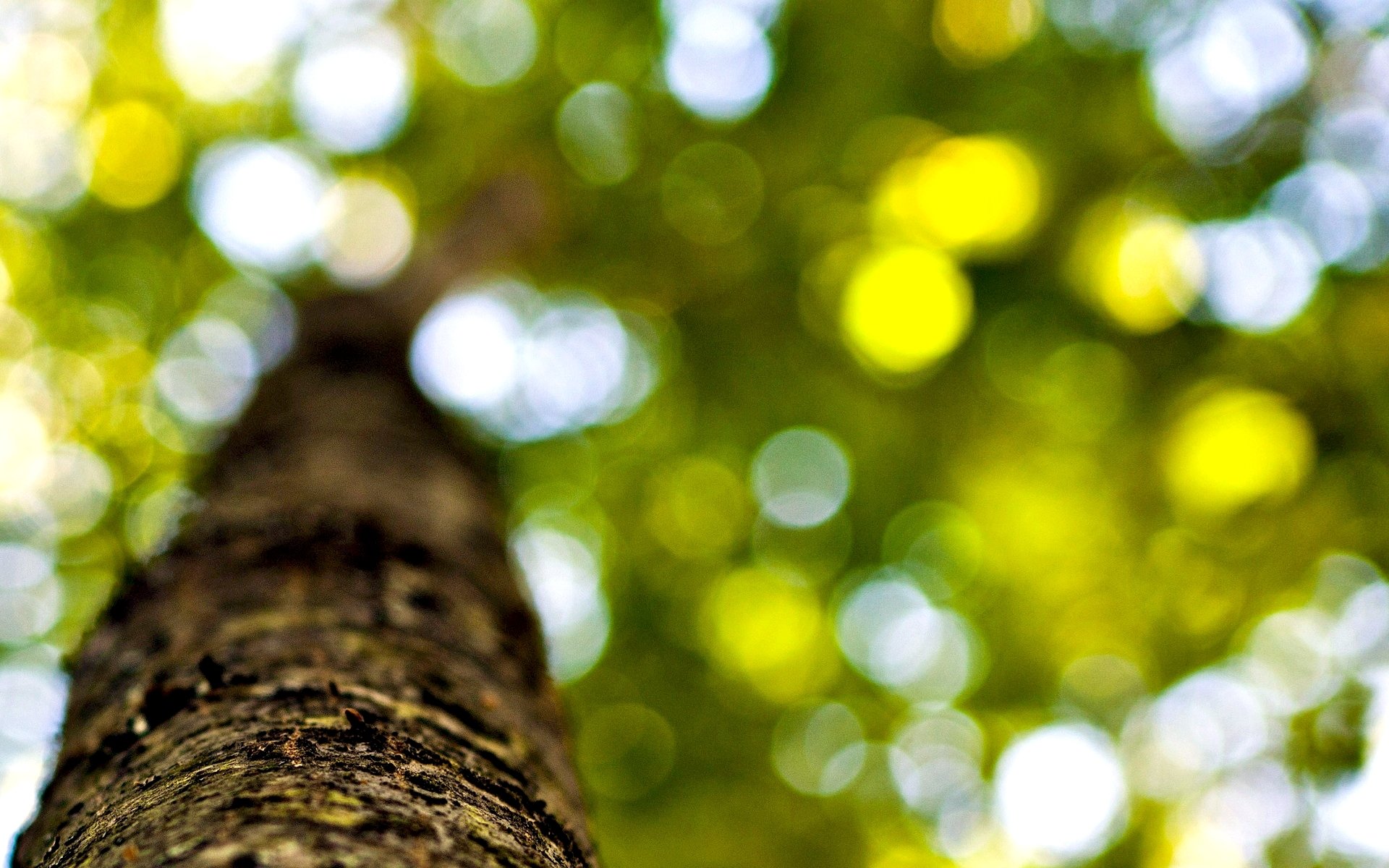 macro árbol árboles corteza tronco hojas hojas follaje desenfoque bokeh fondo papel pintado pantalla ancha pantalla completa pantalla ancha pantalla ancha