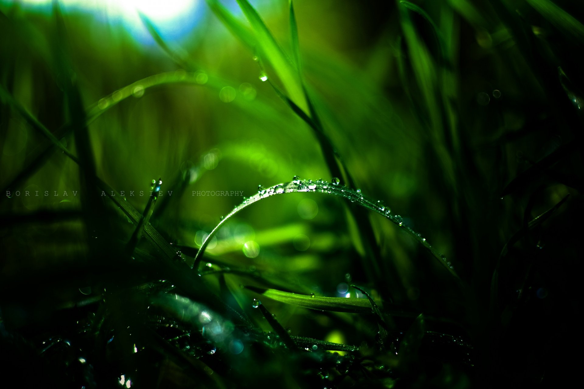 macro hierba rocío gotas bokeh