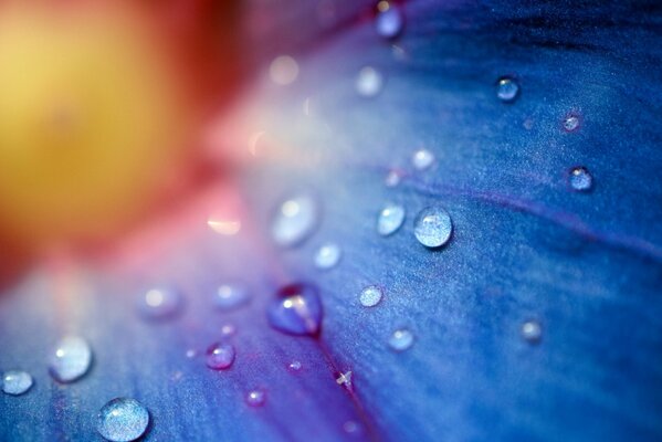 Wassertropfen auf einem blauen Blütenblatt