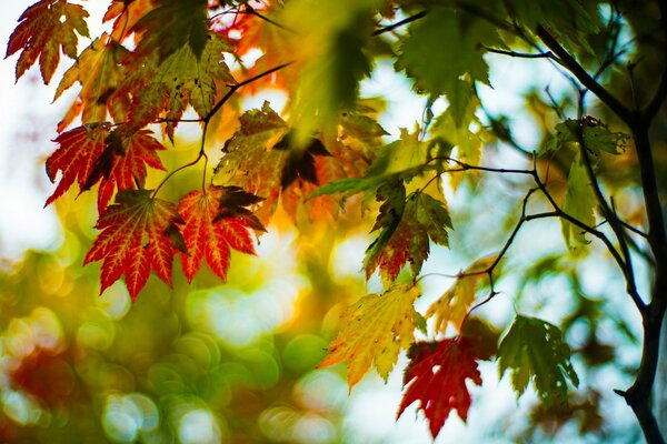 The multicolored leaves of the autumn season