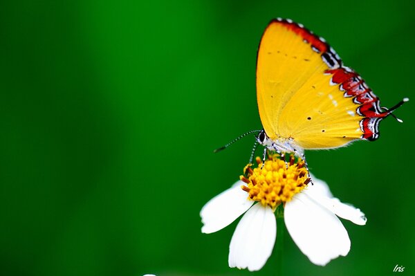 Papillon sur la fleur. Fond de papillon vert