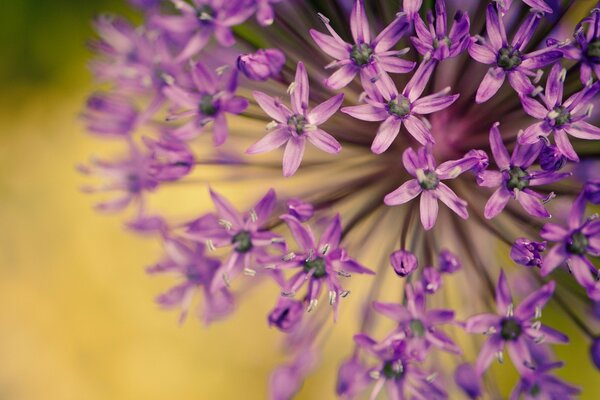 Makro zdjęcie fioletowej cebuli ogrodowej