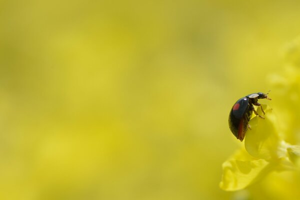 Coccinella su fiore giallo