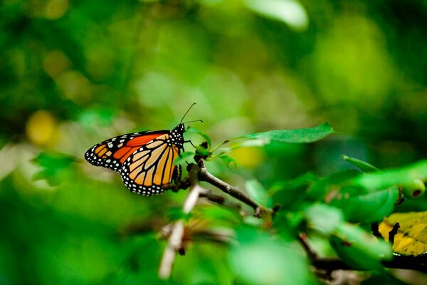 Ein Schmetterling sitzt auf einem Baumblatt