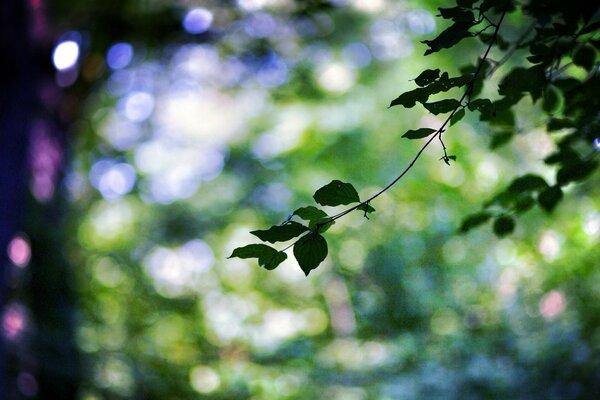 Macro shooting of twigs in the forest