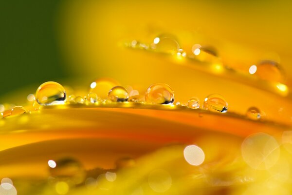 Reflets d une goutte d eau sur les pétales orange