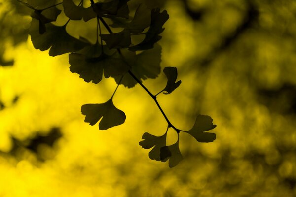 Hojas de cerca sobre un fondo amarillo-verde