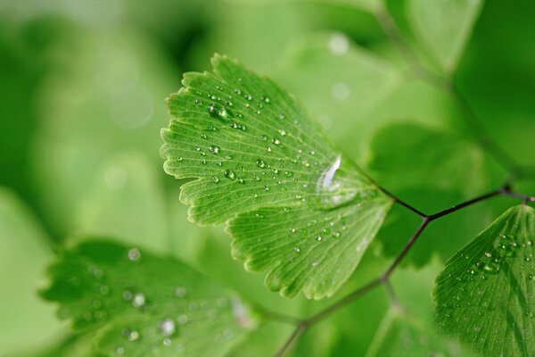 Gotas de rocío en hojas verdes de cerca