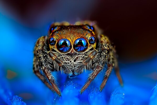 Macro d une araignée sur fond bleu