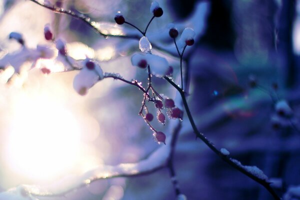 The fruit of a tree on a branch in the snow