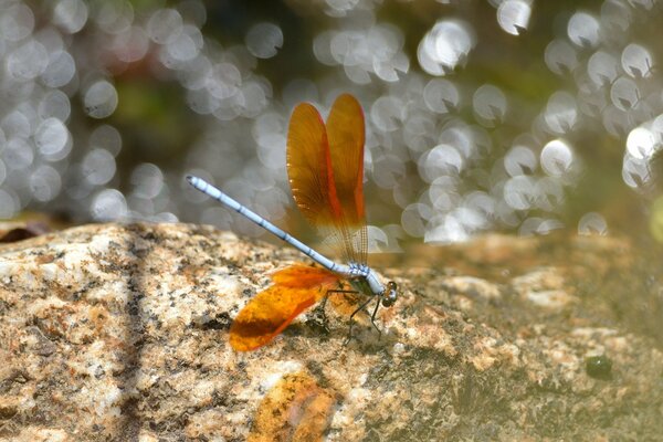 Libélula con alas de color naranja en la piedra